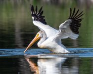 Pelican-542.jpg
