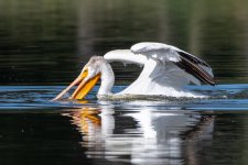 Pelican-543.jpg