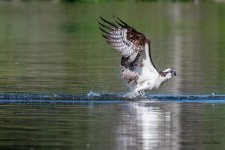 OspreyMiss-501.jpg