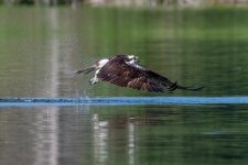 OspreyMiss-504.jpg
