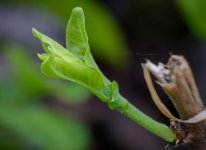 green-1.jpg