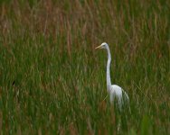 Wako Egret In Reeds-1.jpg