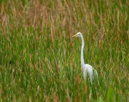 Wako Egret In Reeds-1.jpg