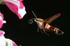 HM-01-OutOfCamera.jpg