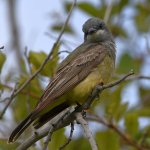 CassinsKingbird4.jpg
