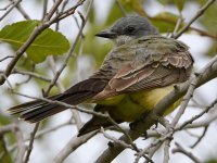 CassinsKingbird7.jpg
