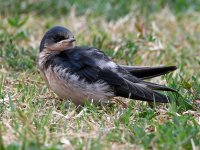 Swallow6.jpg