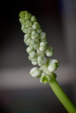 smallwhite-1.jpg