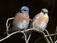 Bluebird.jpg