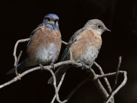 Bluebird2.jpg