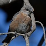 Bluebird11.jpg