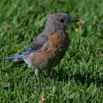 Bluebird16.jpg