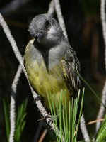 CassinsKingbird8.jpg