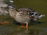Mallard.jpg