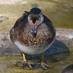 WoodDuck6.jpg