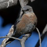 Bluebird13.jpg