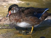 WoodDuck5.jpg