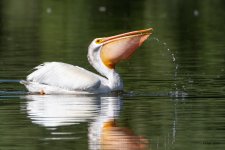 Pelican-565.jpg