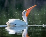 Pelican-566.jpg