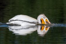 Pelican-567.jpg