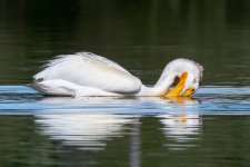 Pelican-568.jpg