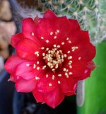 red-1.jpg