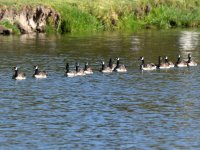 Geese.jpg