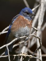 Bluebird.jpg