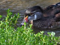 WoodDuck.jpg