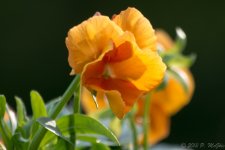 DSC_0172.jpg