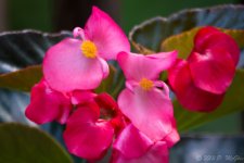 DSC_0173.jpg