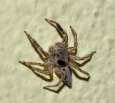 spi-1.jpg