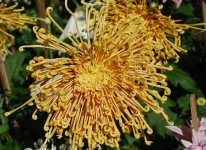 flower-4.jpg