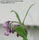 161 Russian Comfrey-130610_1.jpg