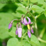 161 nightshade-130610-01_1.jpg