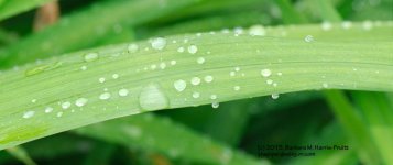 161 Day Lilies-130610-01_1.jpg
