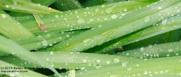 161 Day Lilies-130610-02_1.jpg