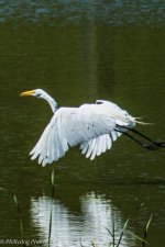 DSC_0433.jpg