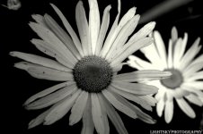 Flowers B&W Edited LSP.jpg