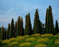 royalflora-116.jpg