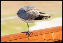 DSC_0596.jpg