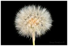 Day161GiantDandilion.jpg