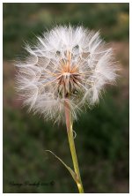 Day161GiantDandilion2.jpg