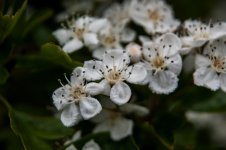 macro 2-4.jpg