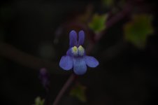 macro 2-19.jpg