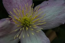 macro 2-40.jpg