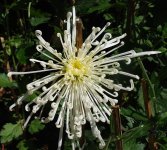 flower-5.jpg
