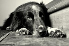 Brody B and W EDITEDLSP.jpg