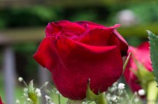 DSC_0214.jpg