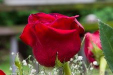 DSC_0217.jpg
